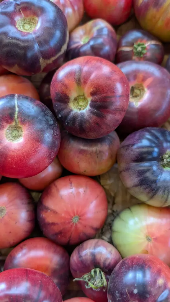 TOMATE AZUL KG