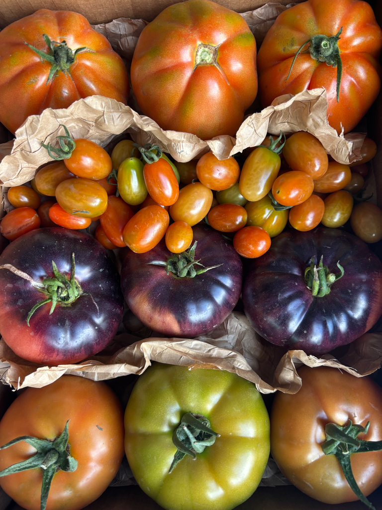 TOMATINITO
