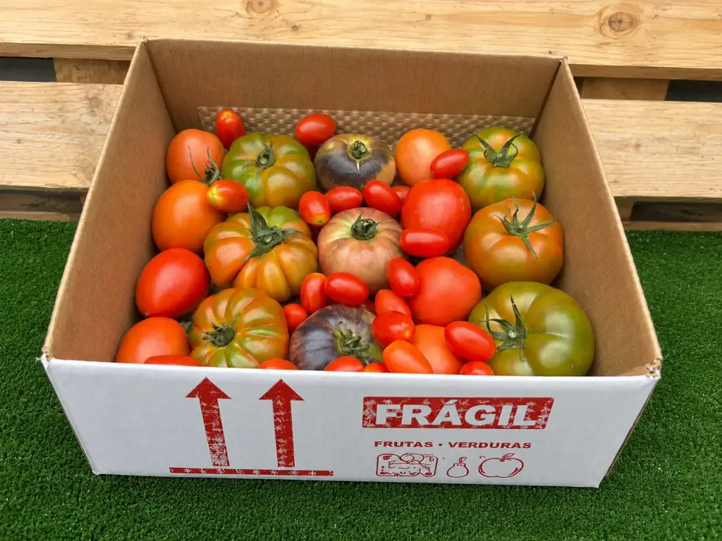 TOMATINITO