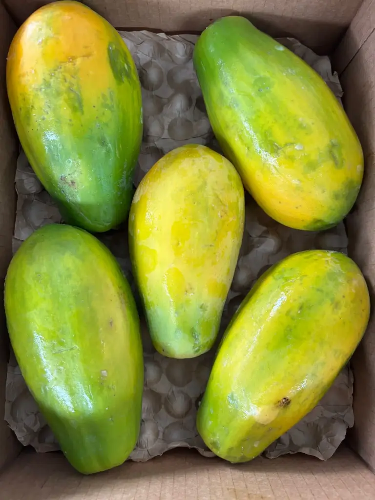 CAJA PAPAYA