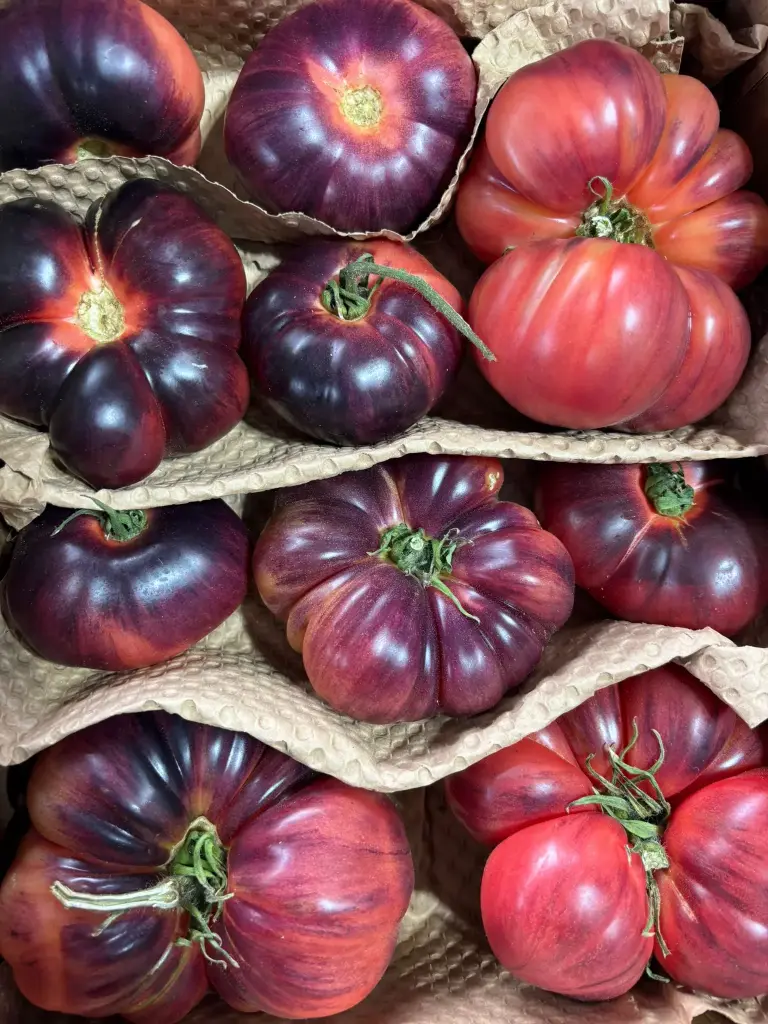 TOMATE AZUL