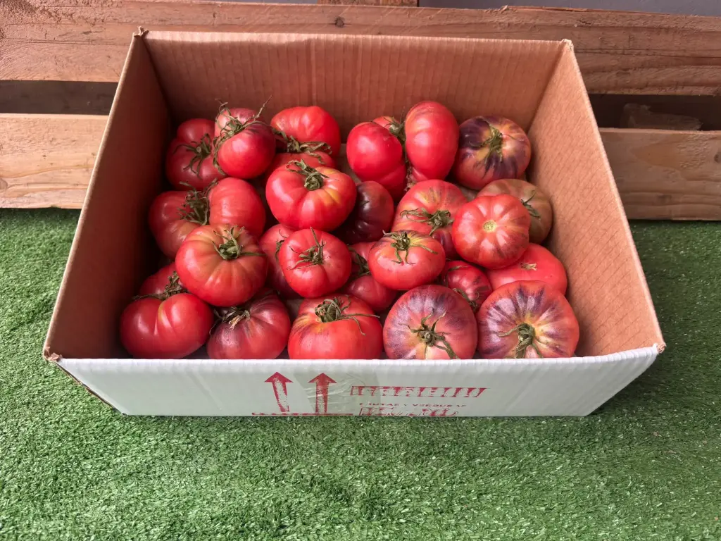 TOMATE AZUL
