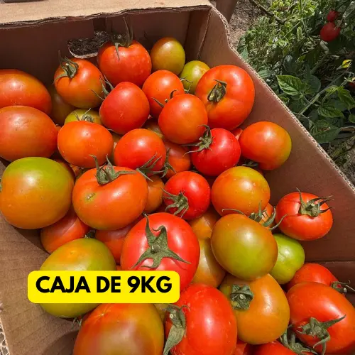TOMATE DE LA ALDEA