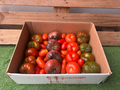 [PR/01299] TOMATINITO