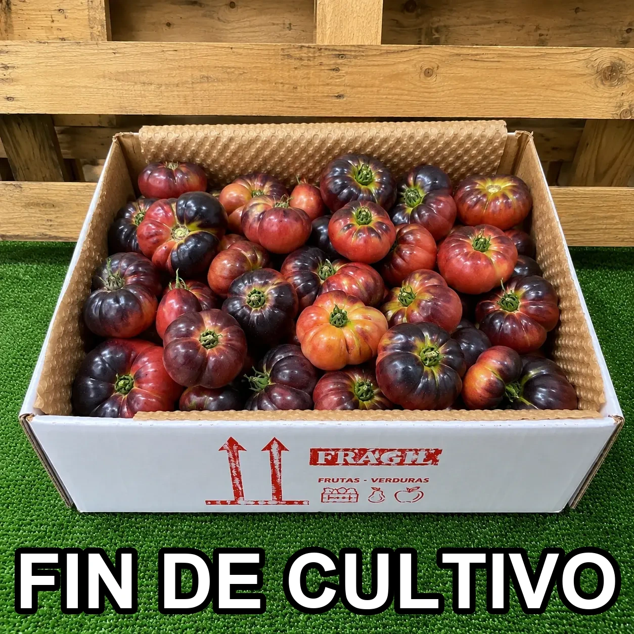 [PR/01944] TOMATE AZUL