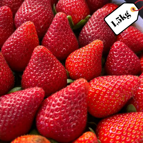 [PR/01949] FRESINITO