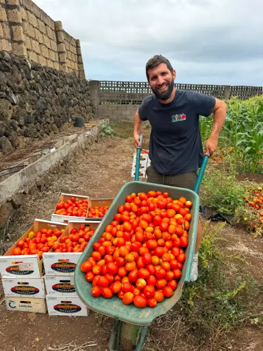 [PR/02306] TOMATES AL AIRE