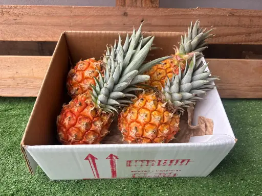 [PR/02349] PIÑAS DEL HIERRO WEB